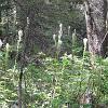 Bear Grass along the trail to Paradise Point